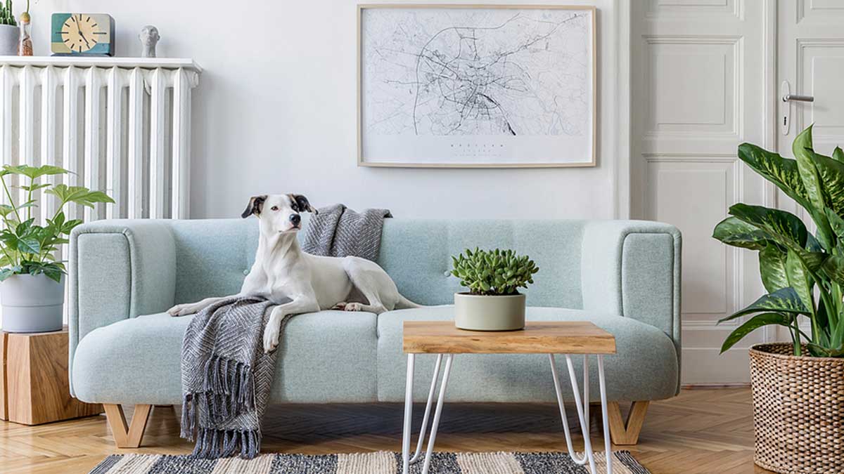 Upholstery Cleaning